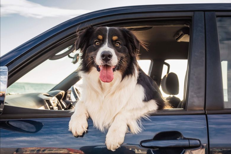 Guide to travelling with your dog in the car