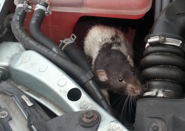 RAC declares 2023 the ‘unofficial year of the rat’ after record number of rodents wreak havoc on cars 