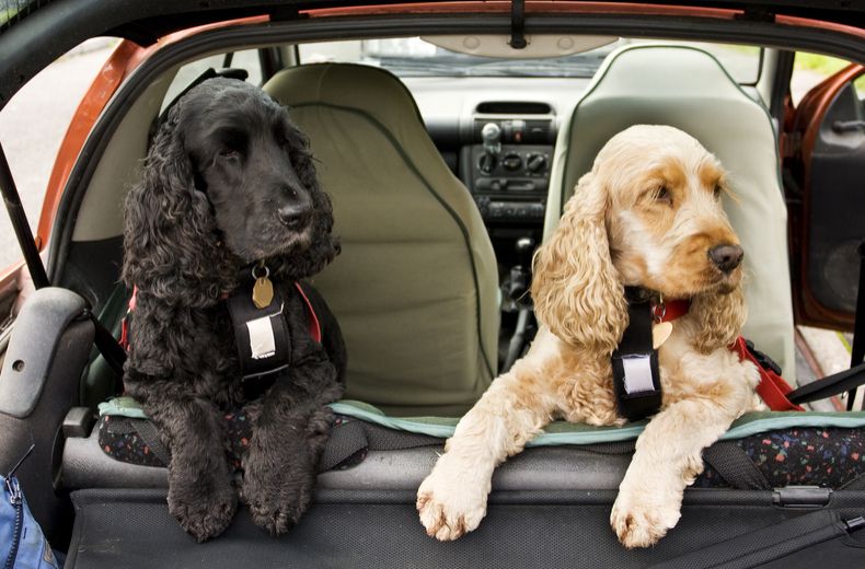 Drivers could fetch hefty fines for unsecured dogs