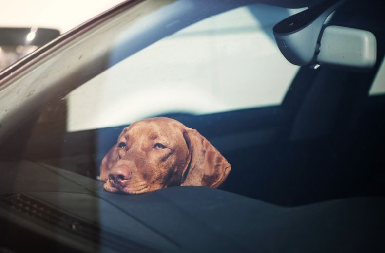 Tesco sends staff to check dogs not left in cars during heatwave 