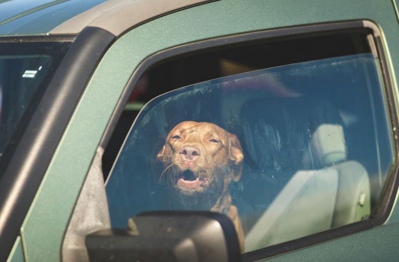 Heatwave poses deadly dangers for dogs left in cars
